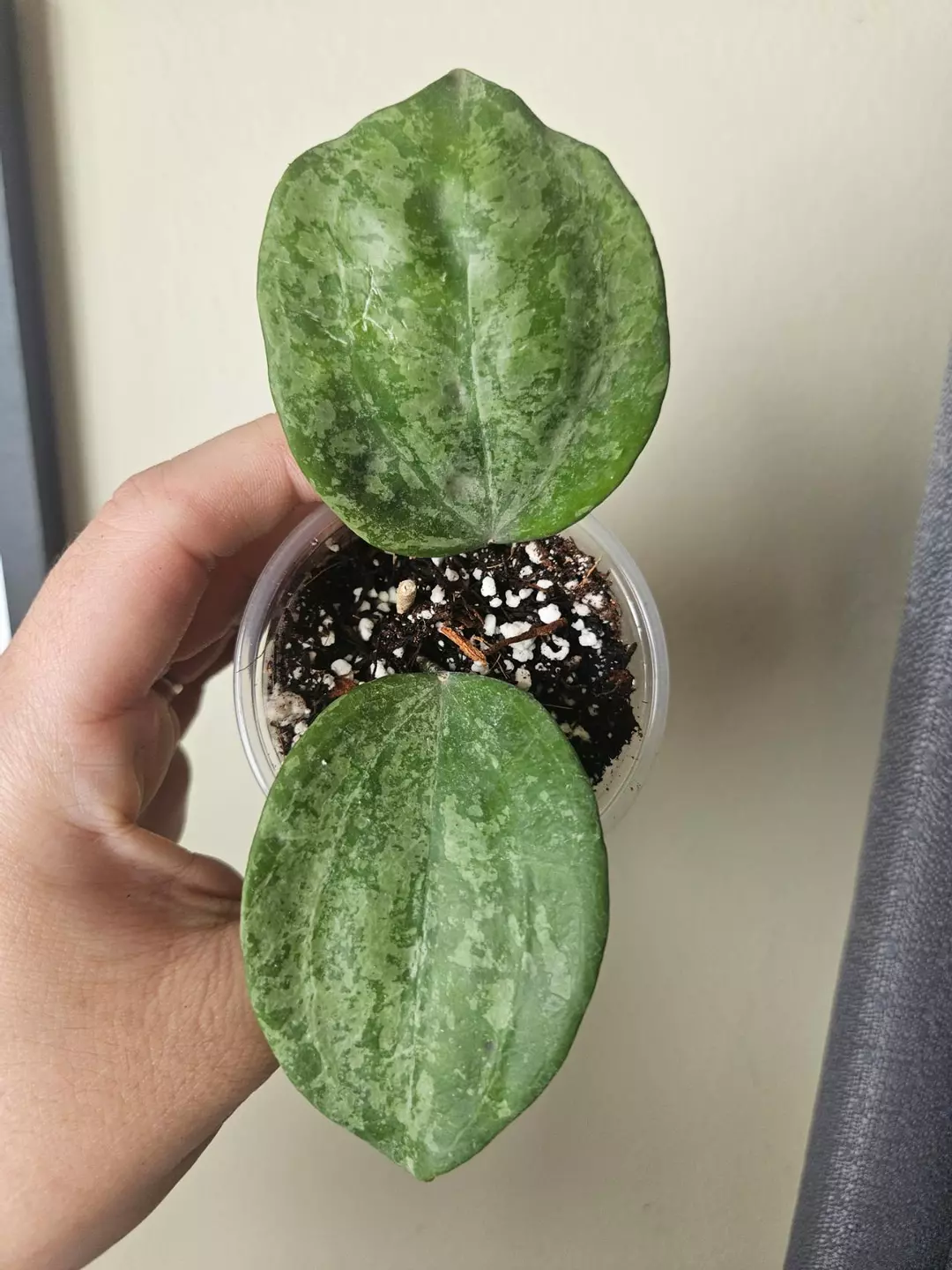 Hoya Macrophylla Snow Queen #25 thumbnail