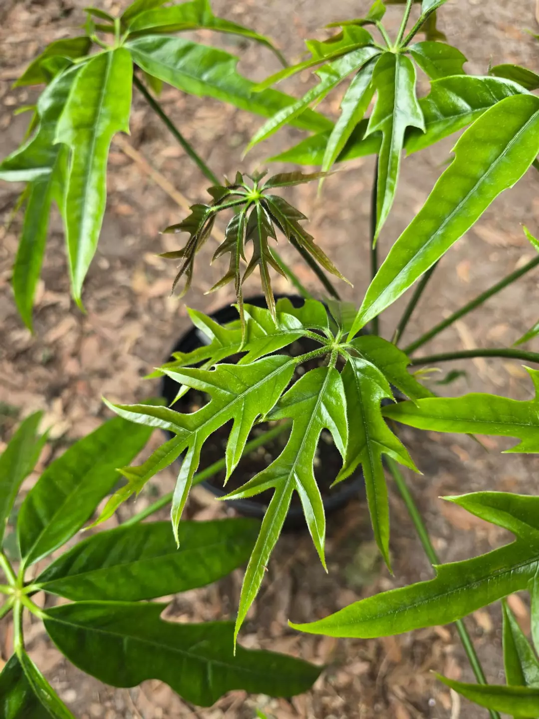 Schefflera 'Mato' XL GC thumbnail