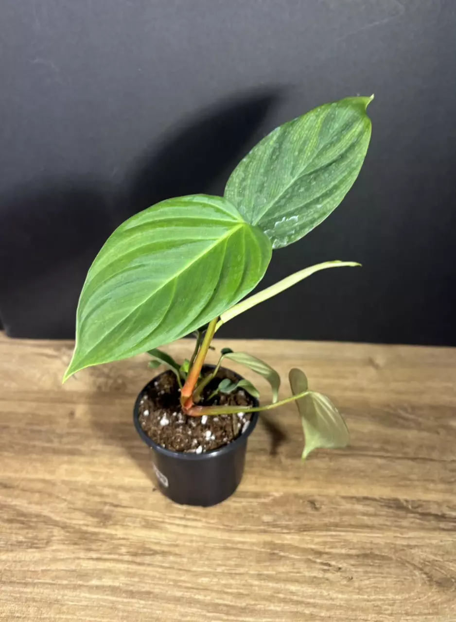 Philodendron Fuzzy Petiole 3” 3299 thumbnail