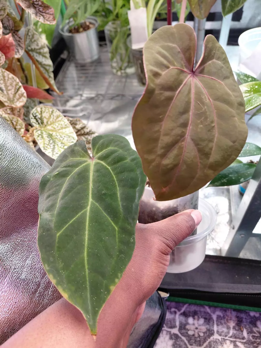 Phoenix Hybrid x Hoffmani Red x Dark Phoenix thumbnail