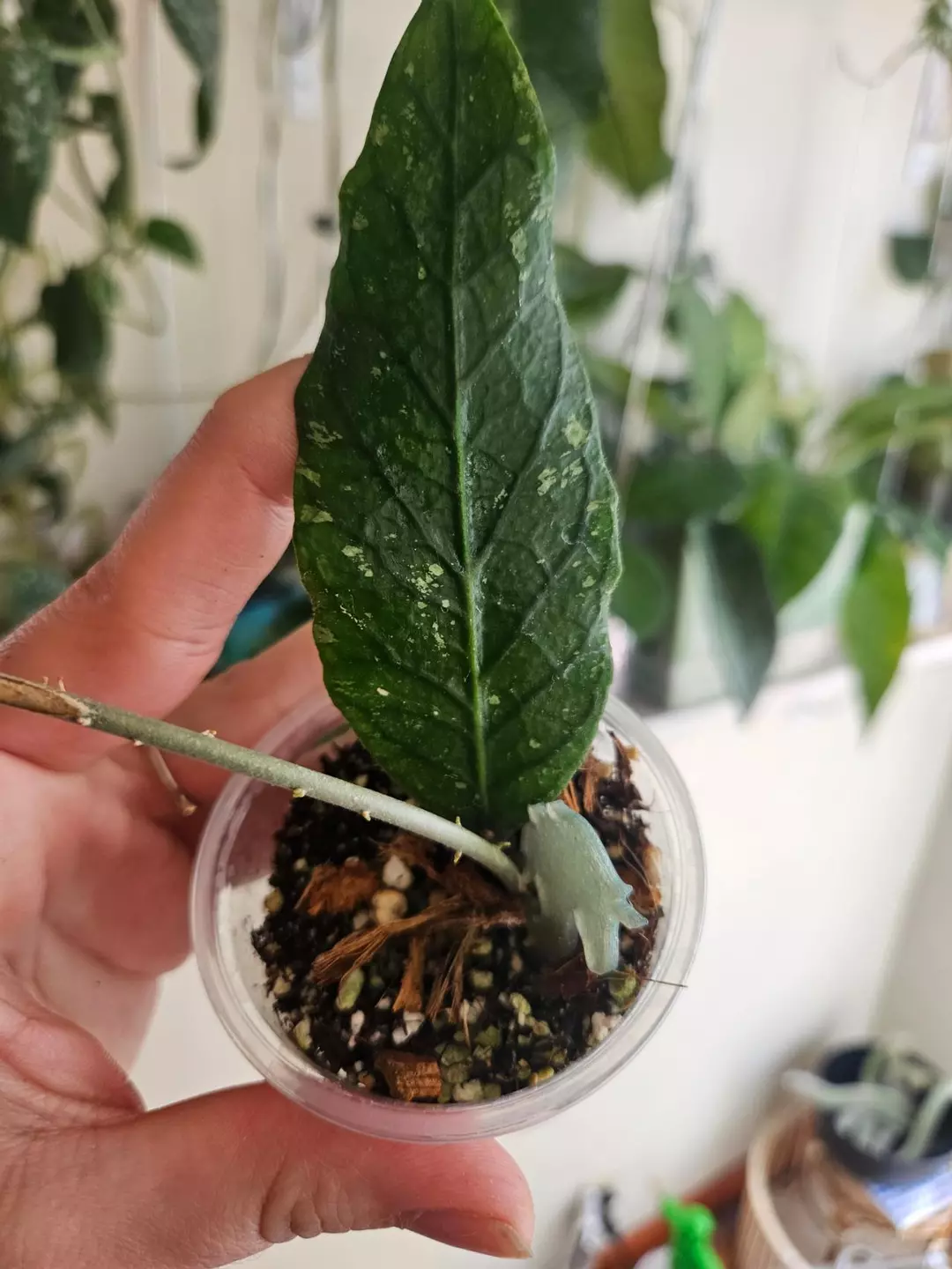 Hoya aceh NoId thumbnail