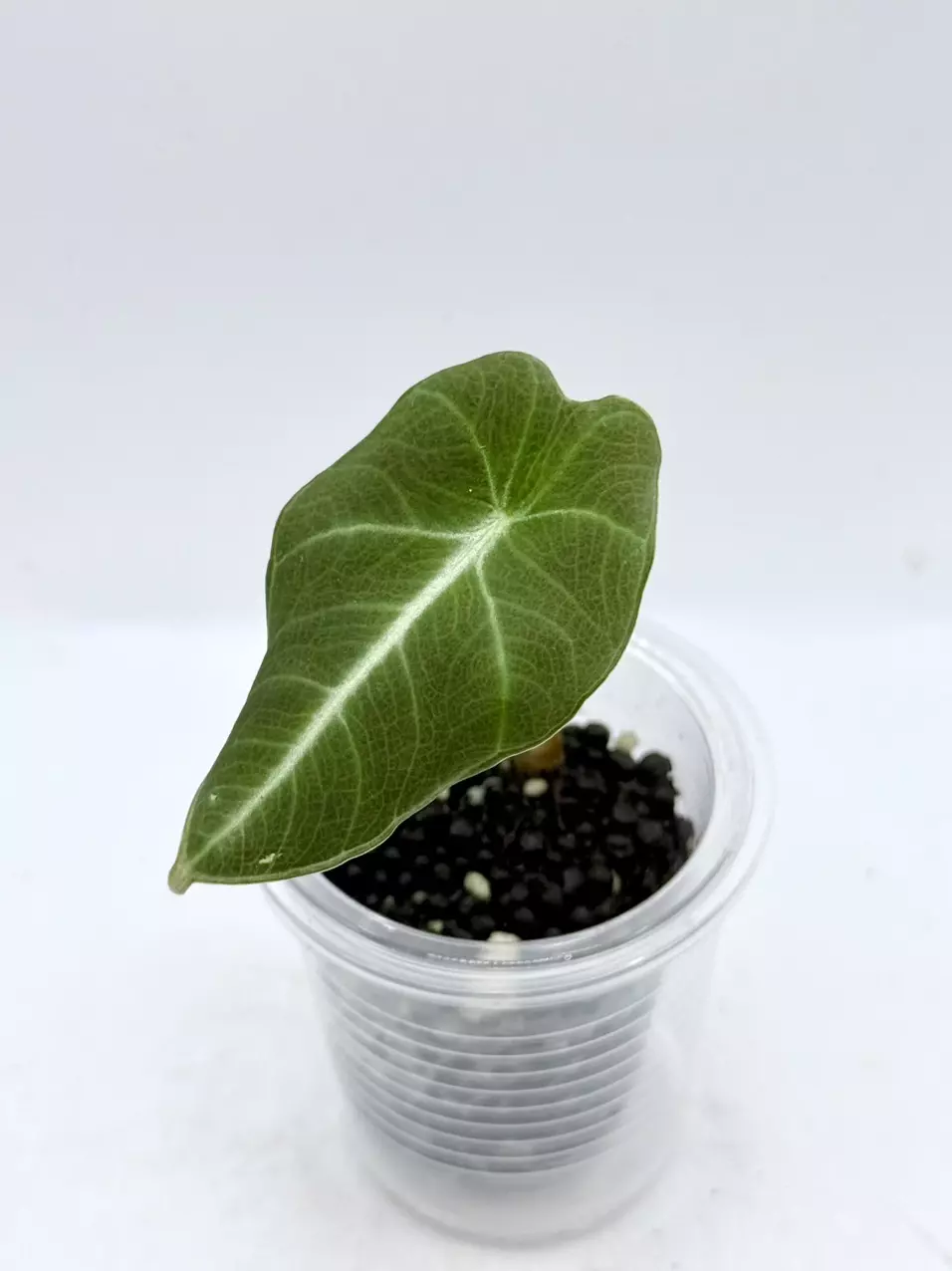 Alo Pink Black Velvet revert thumbnail