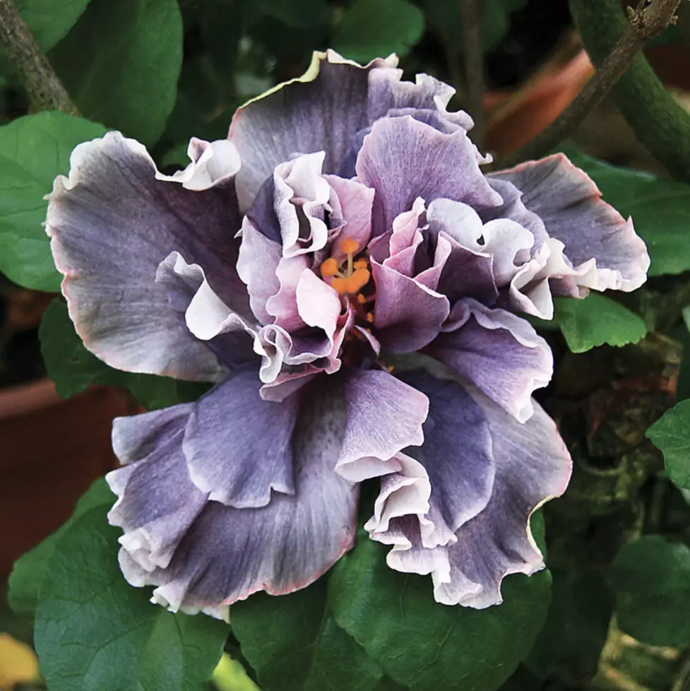 Marianne Charlton Hibiscus starter plant growers choice thumbnail