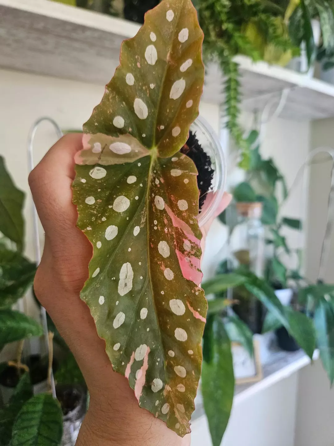 Begonia macculata verigated thumbnail