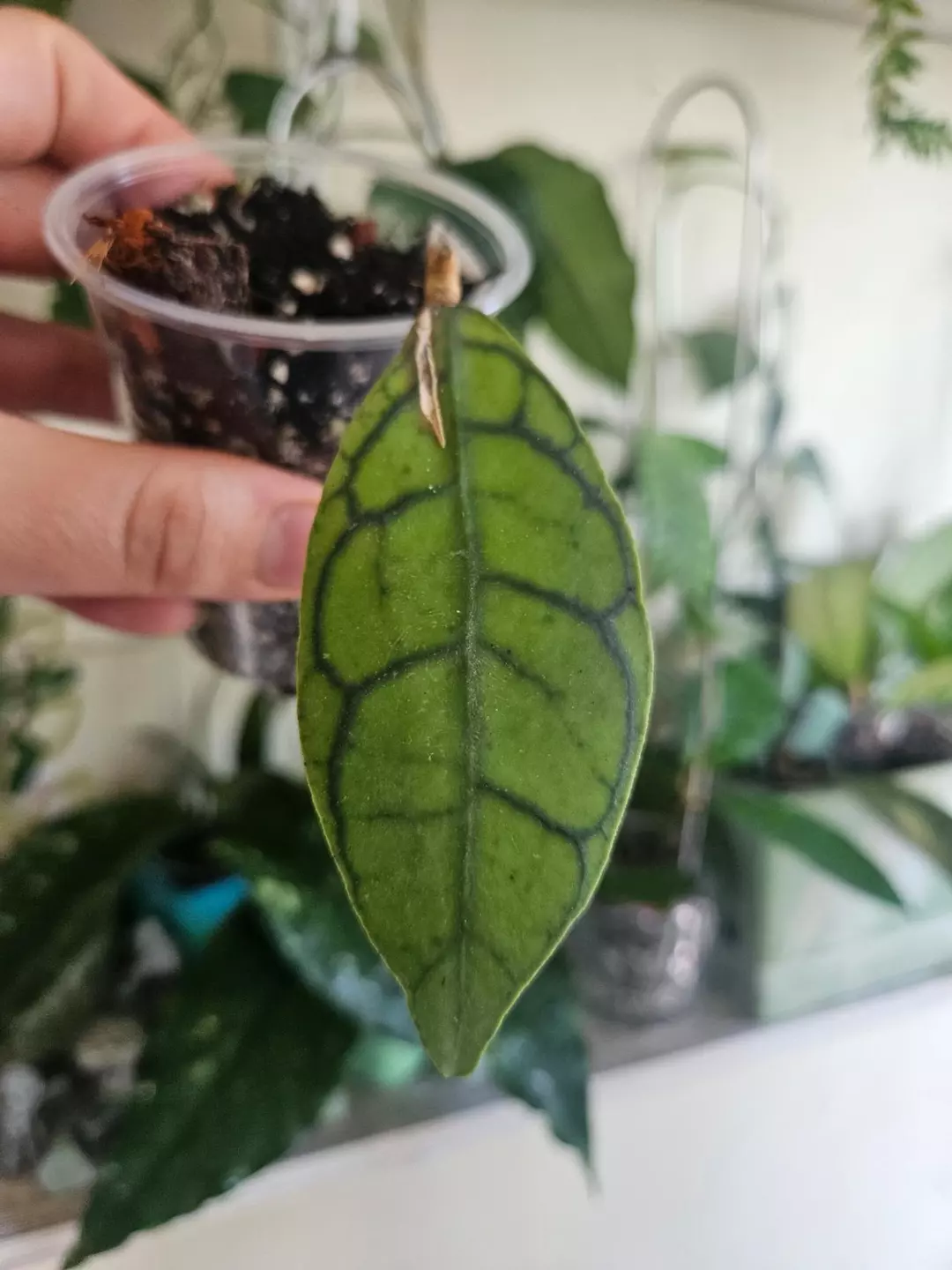 Callistophyla short leaf #32 thumbnail