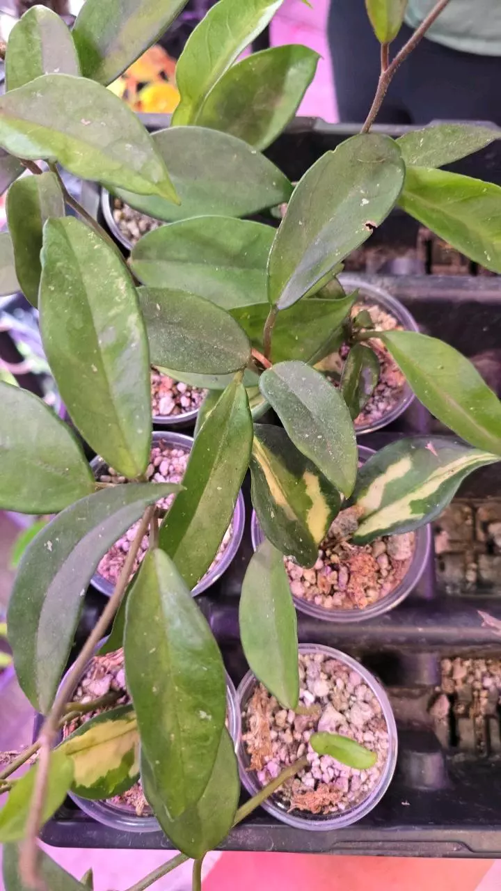 3oz krimson princess GREEN thumbnail