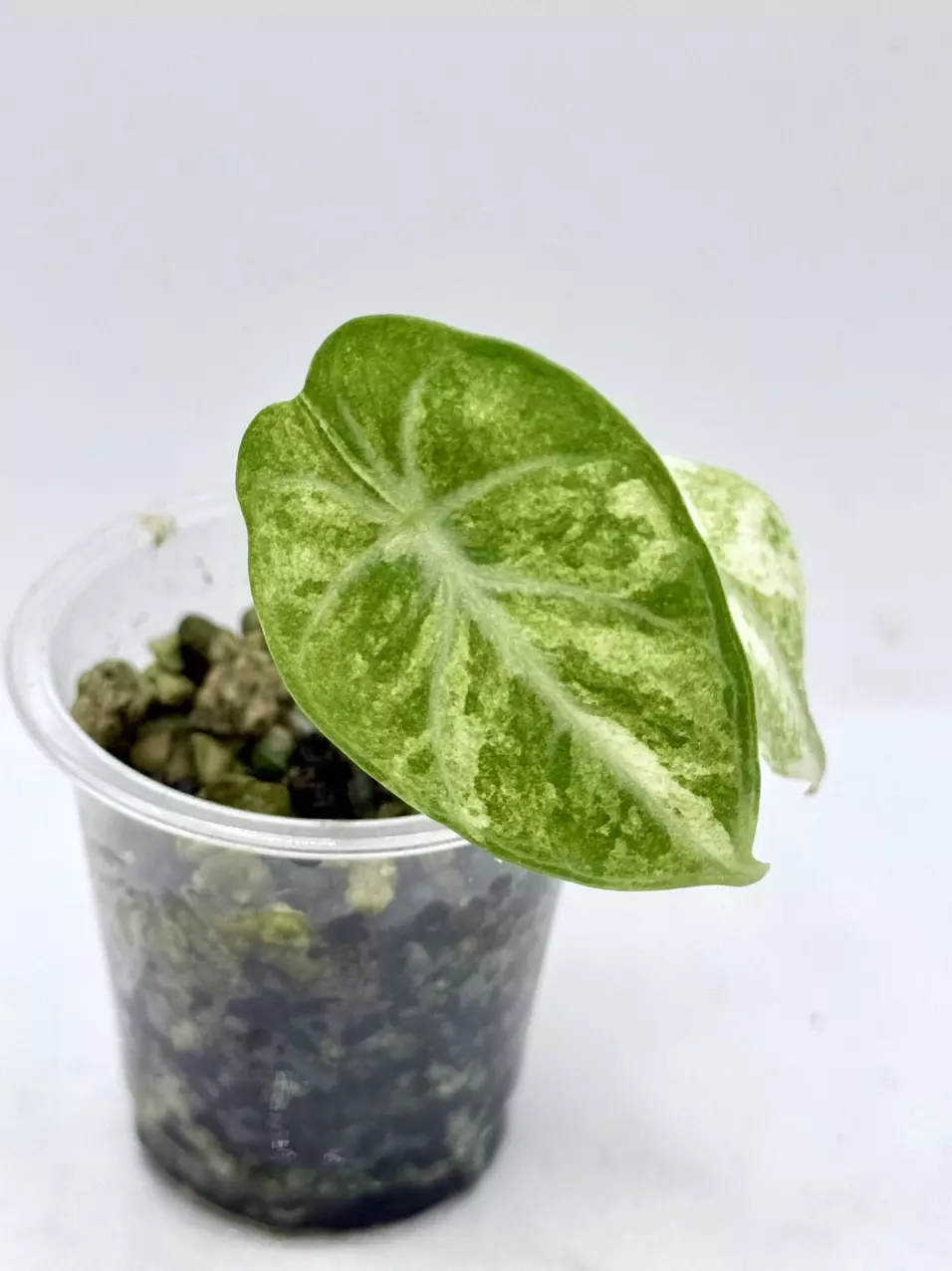 Alocasia Ninja Tricolor thumbnail