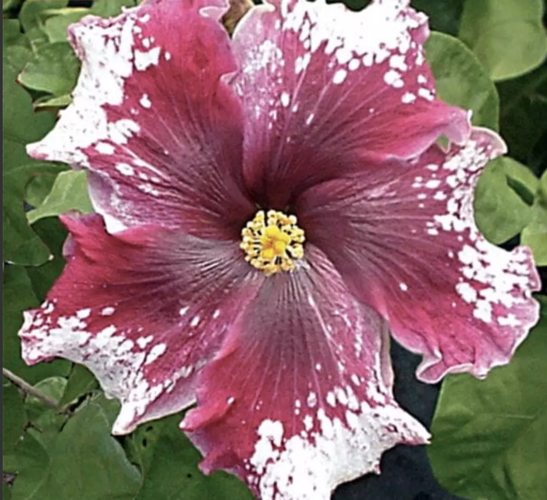 Purple magic hibiscus starter growers choice thumbnail
