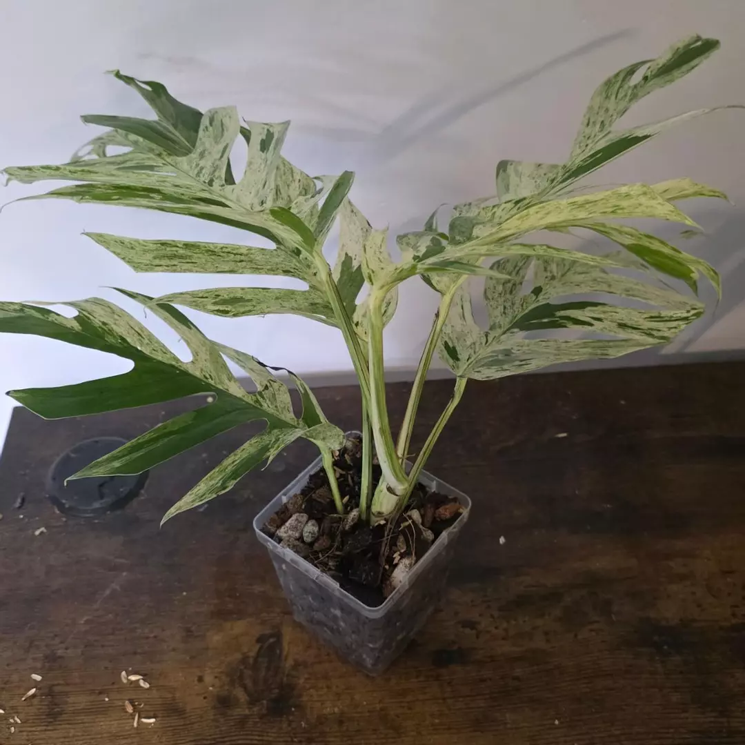 Epipremnum pinnatum marble 4" thumbnail