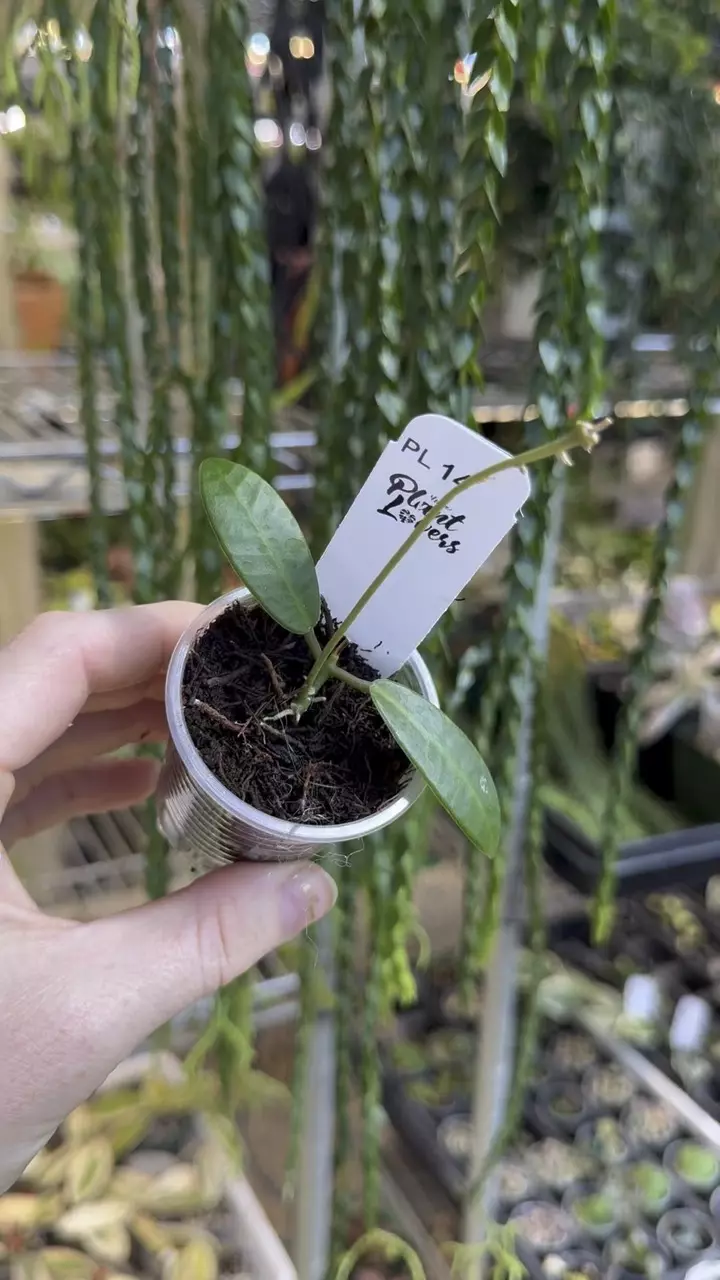 14: 1 inch Hoya Apoensis *Last One* thumbnail