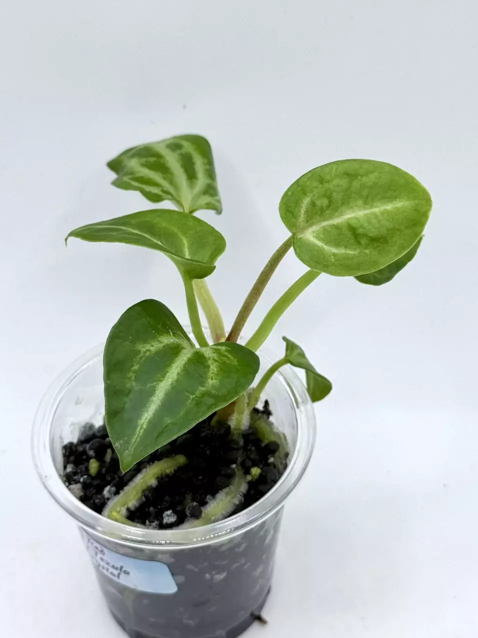 SKG  Red Crystal x Tezula Red Crystal starter thumbnail