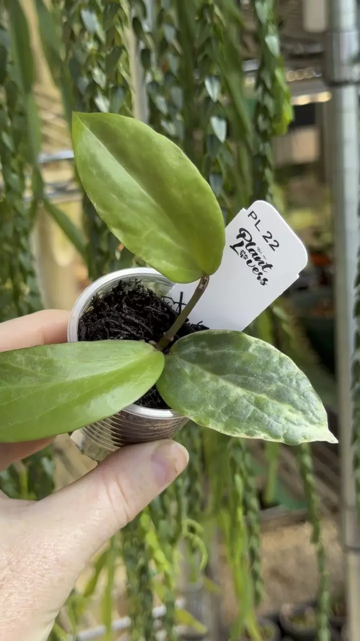 22: 1 inch Crocodile thumbnail