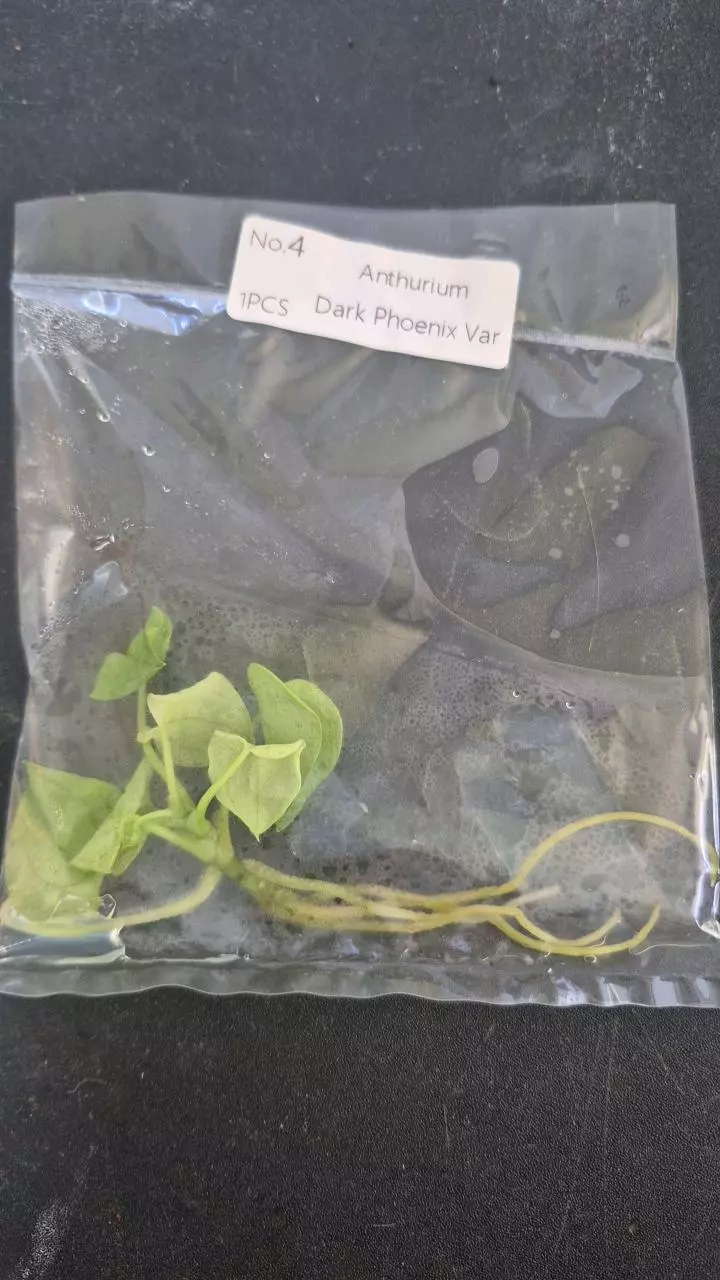 0829 anthurium dark phoenix var. thumbnail