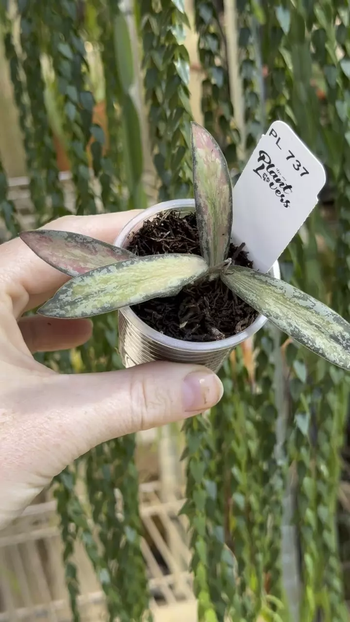 737: 1 inch Inner Variegated Sigillatis thumbnail