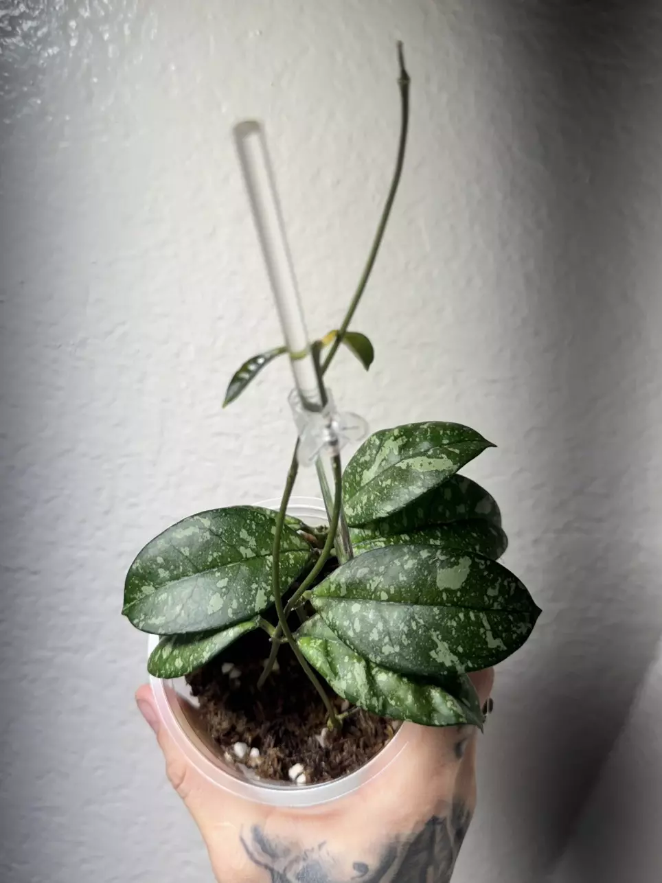 Hoya Crassipetiolata Splash thumbnail