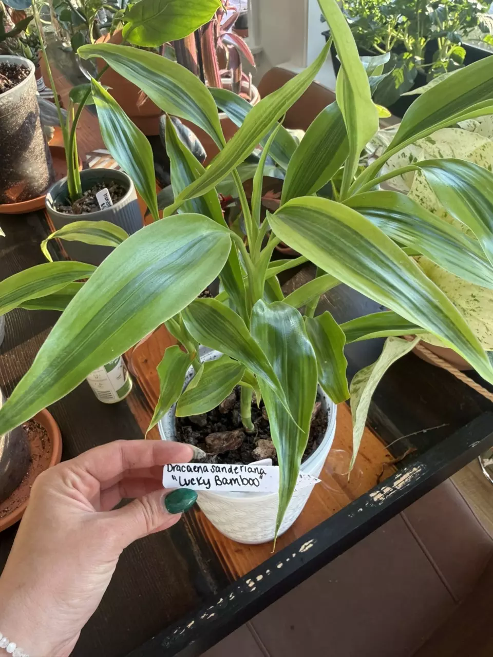 Dracaena Sanderiana “Lucky Bamboo” thumbnail