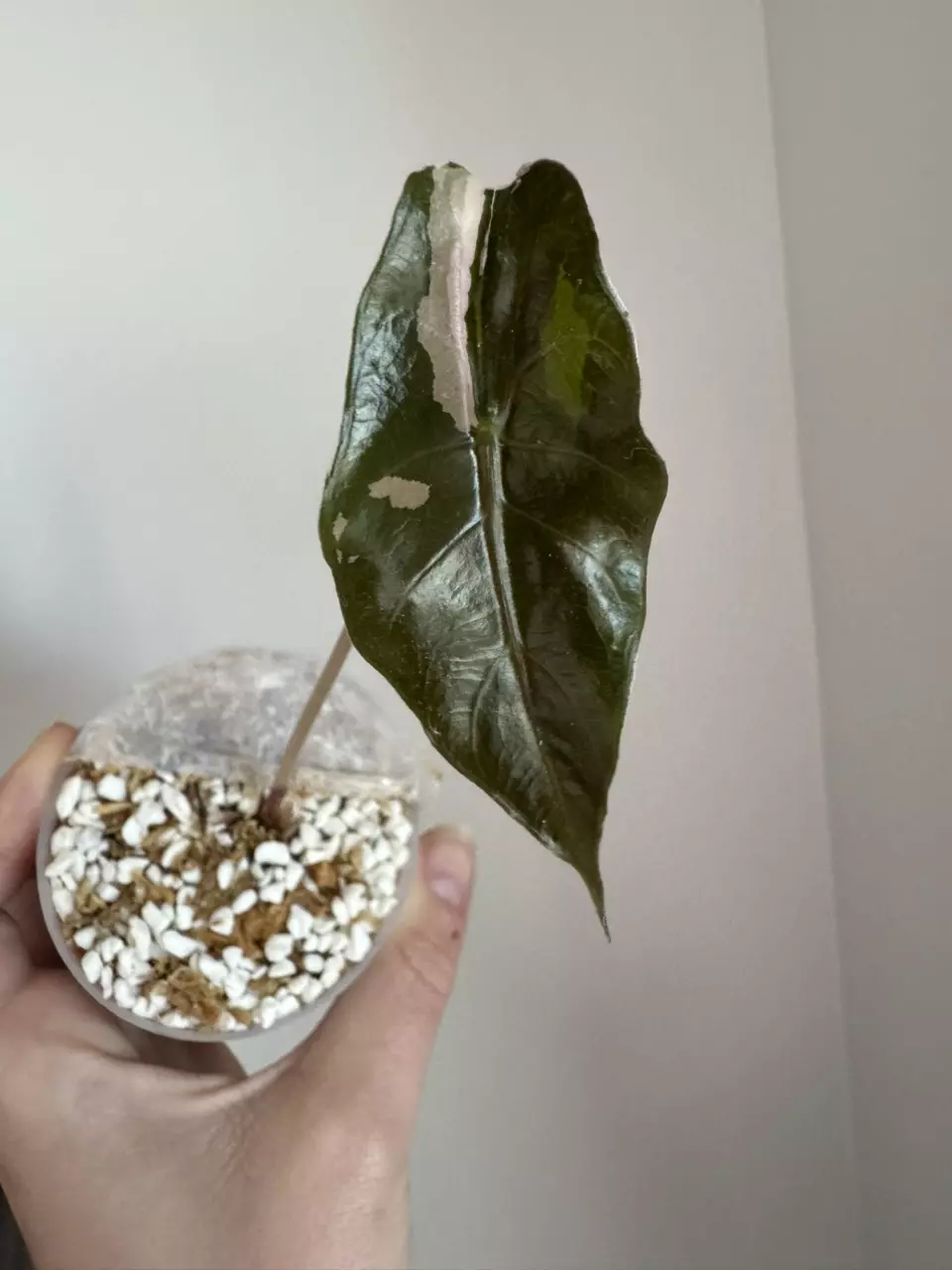 Alocasia Pink Chantrieri-Fresh Import thumbnail