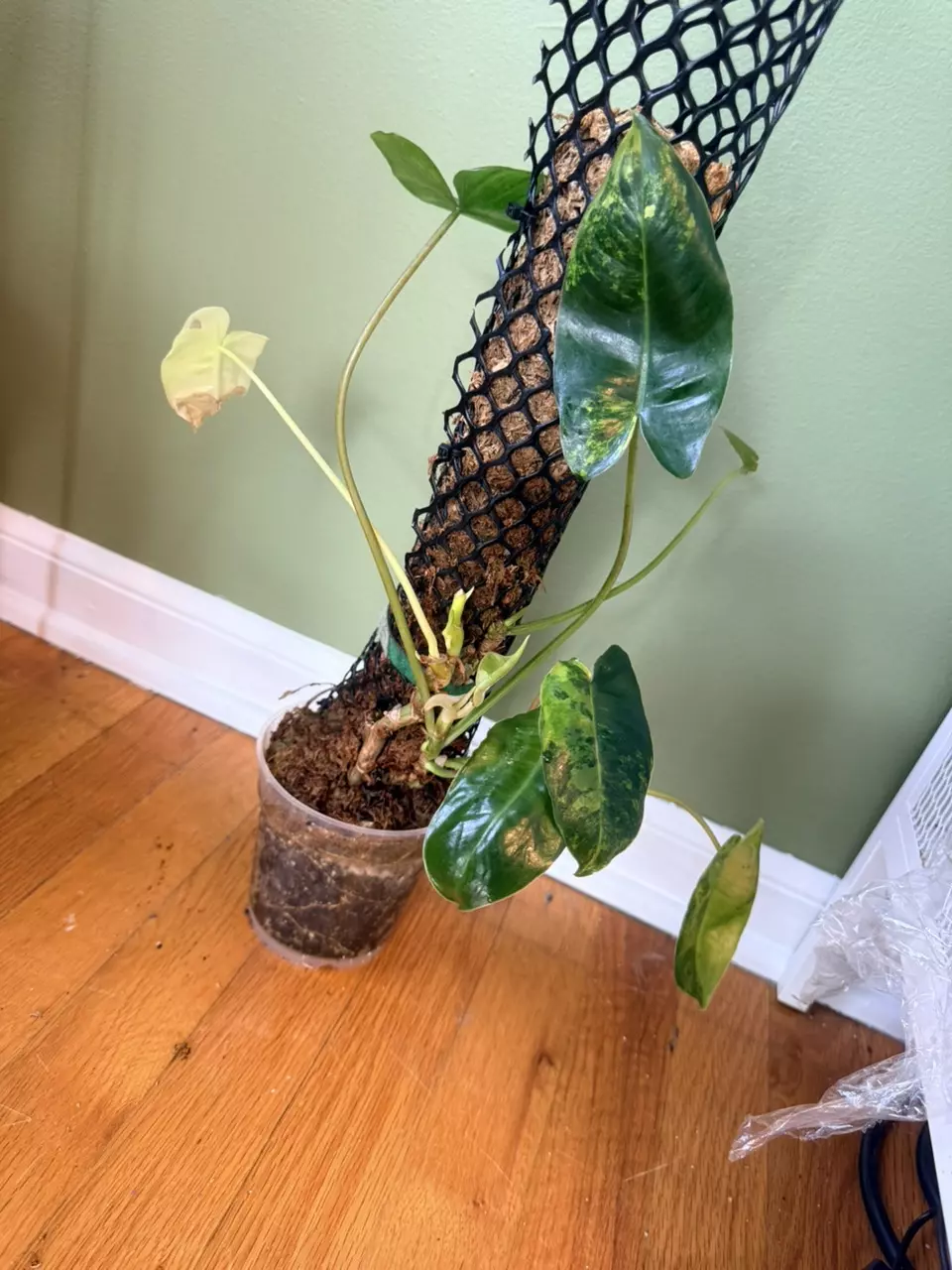 Philodendron Varigated Burl Marx thumbnail