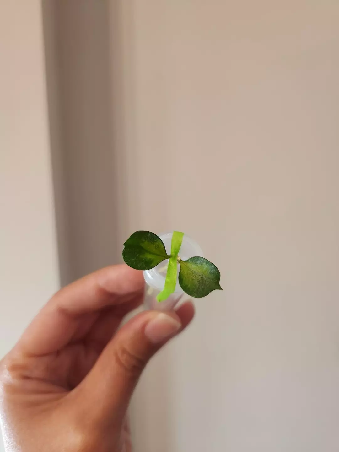Hoya Curtisii variegated cutting thumbnail