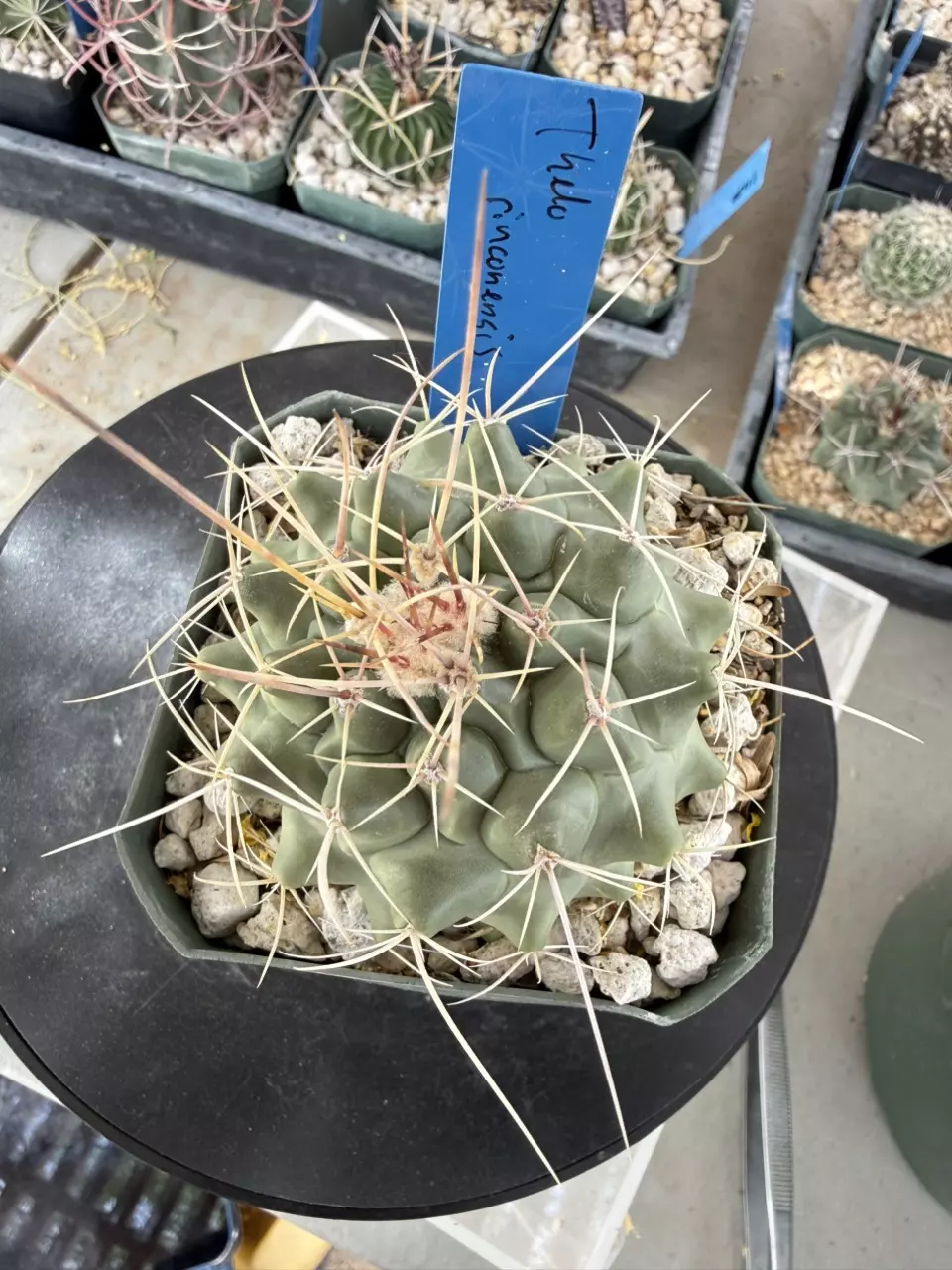 1260 Thelocactus rinconensis thumbnail