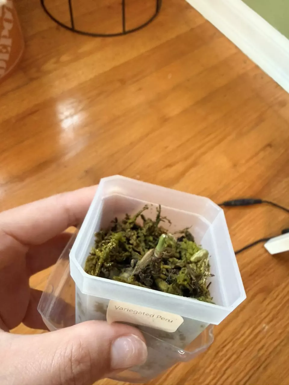 Varigated Peru thumbnail