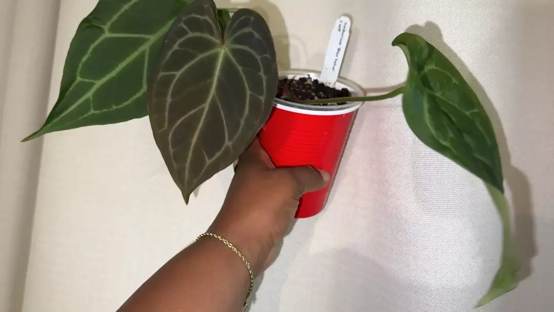 Anthurium blue velvet x self thumbnail