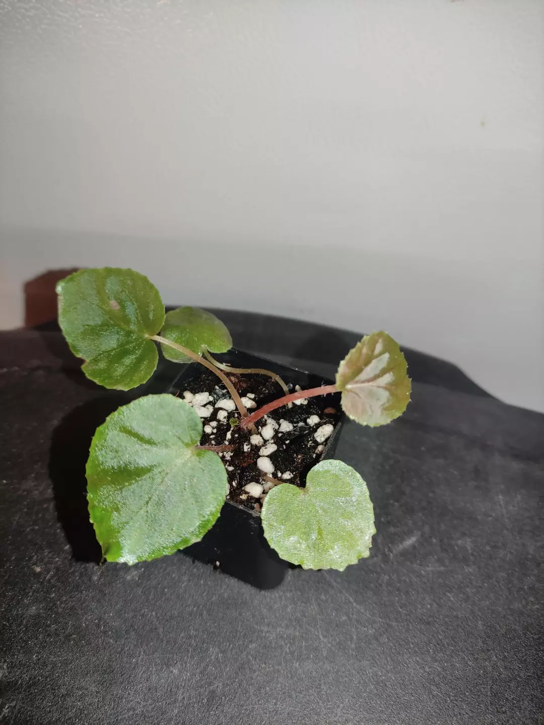 Begonia metachroa thumbnail