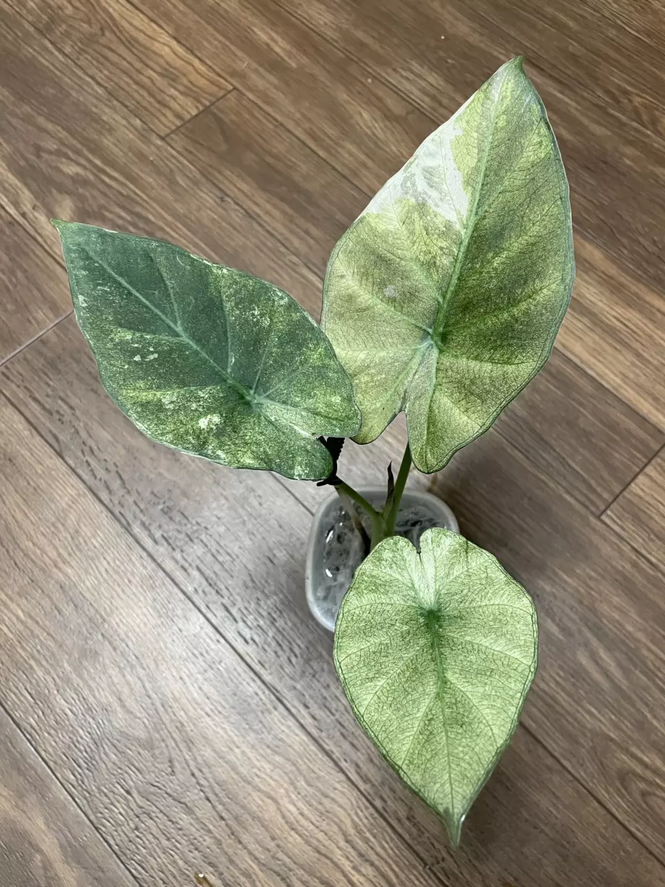 Alocasia Regal Shield Albo Mint Corm B thumbnail