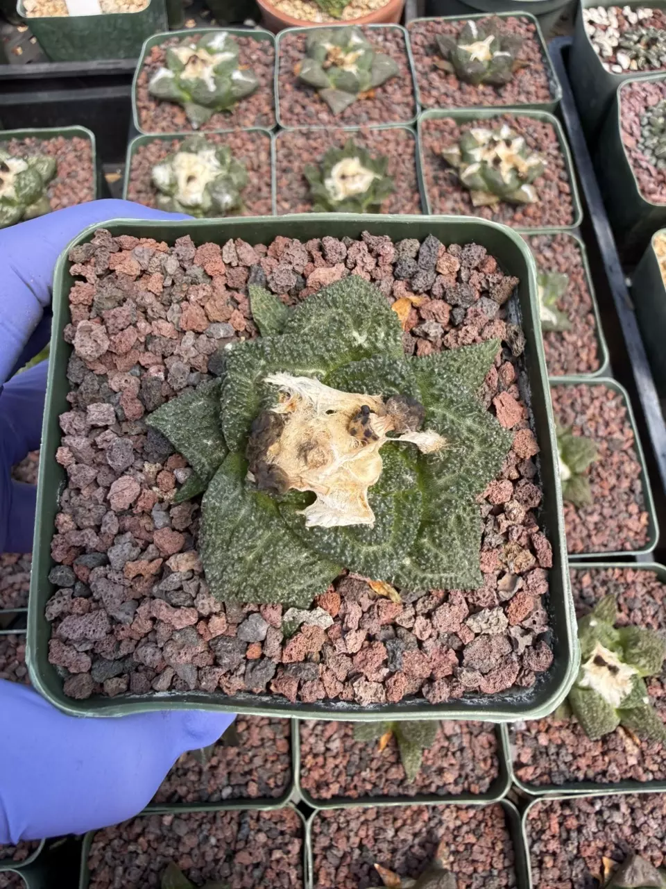 Ariocarpus Godzilla x Fissuratus seed grown 3.25" pot thumbnail