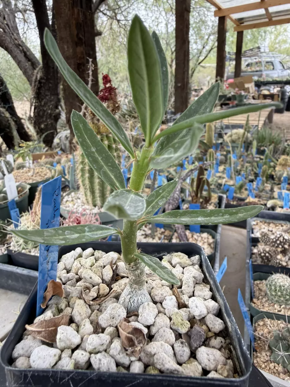 1272 Pachypodium succulentum thumbnail