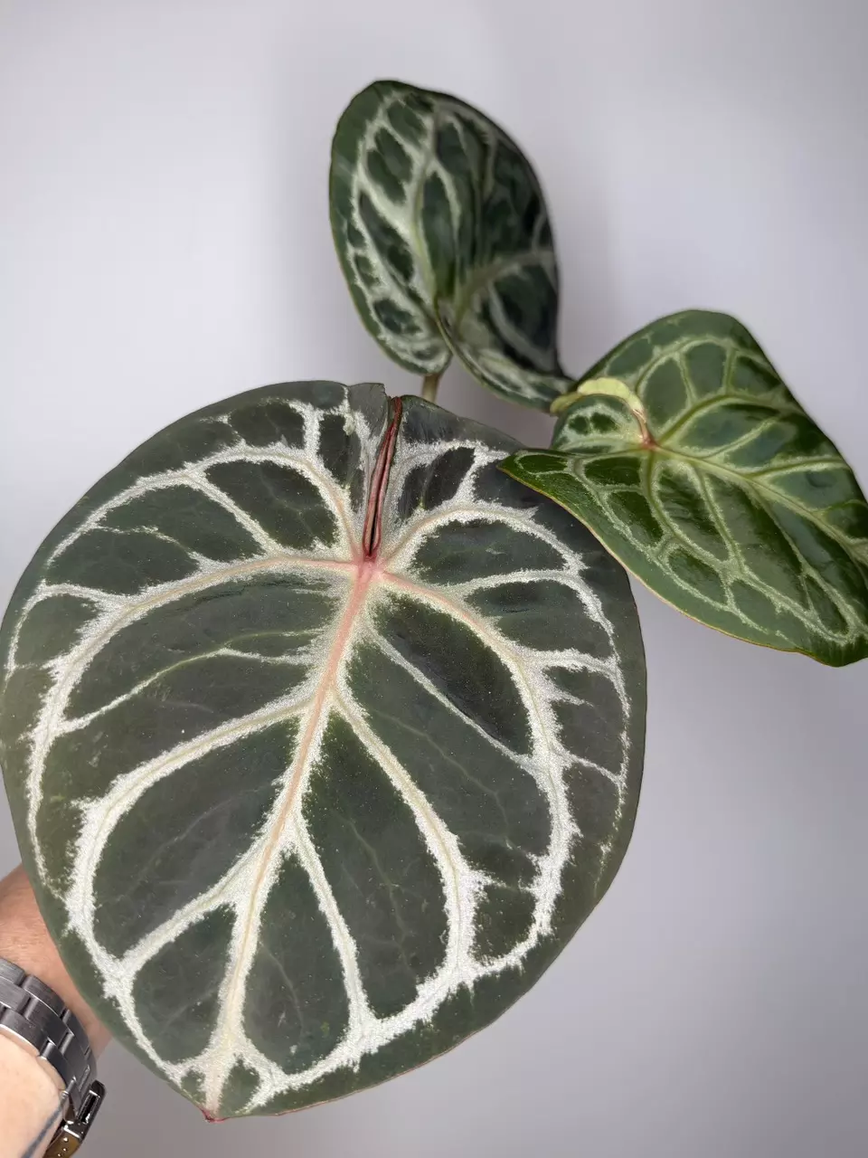Anthurium (Red Crysallinum x King of Spades) x ( Red Crystallinum x Dorayaki) thumbnail