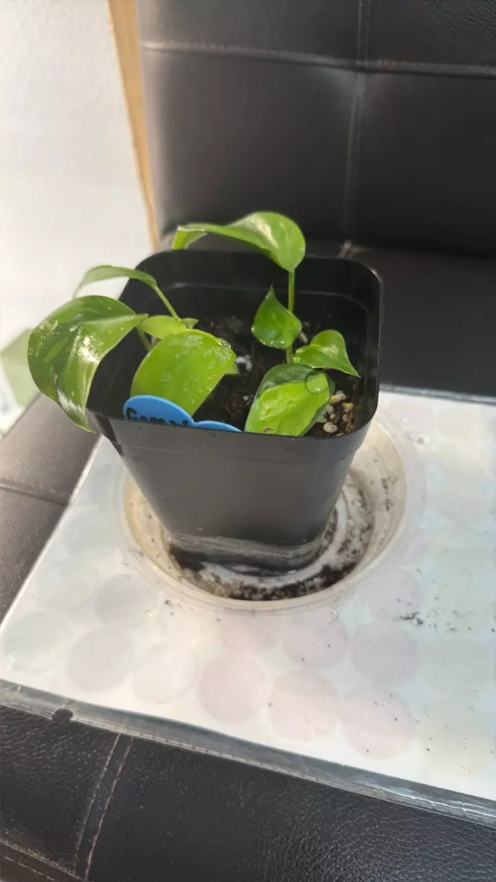 Green nucular 423 thumbnail