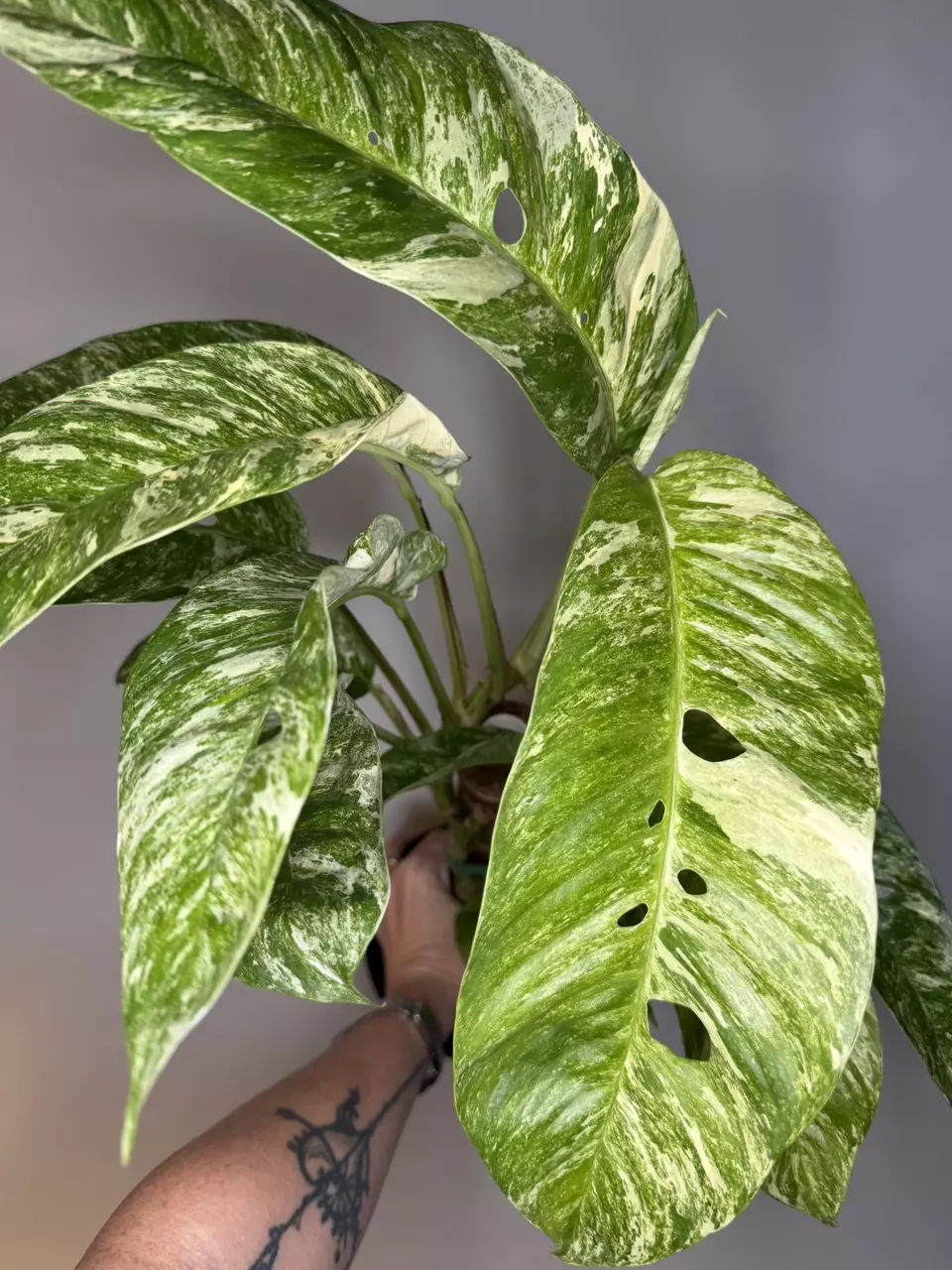 Rhaphidophora Foraminifera Variegated thumbnail