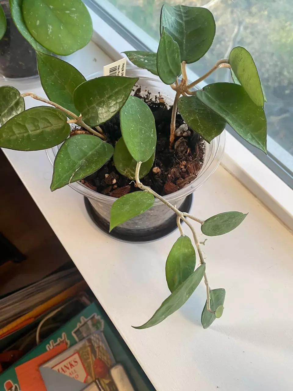 Hoya black margin thumbnail