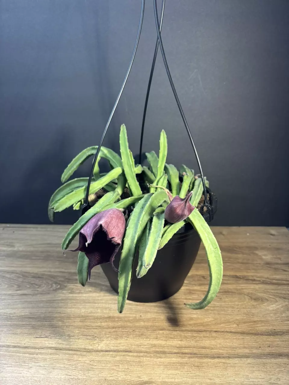 Stapelia Leendertziae - Black Bells 8” HB thumbnail