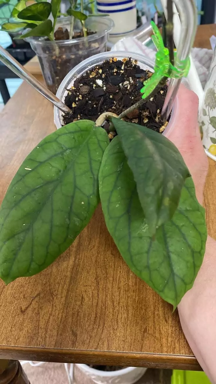 Hoya vitellinoides thumbnail