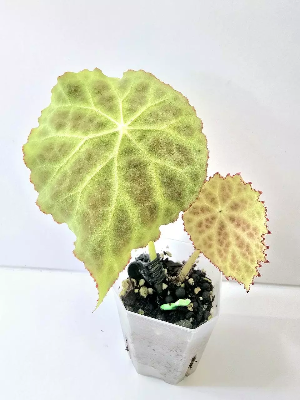 Begonia Goegoensis thumbnail