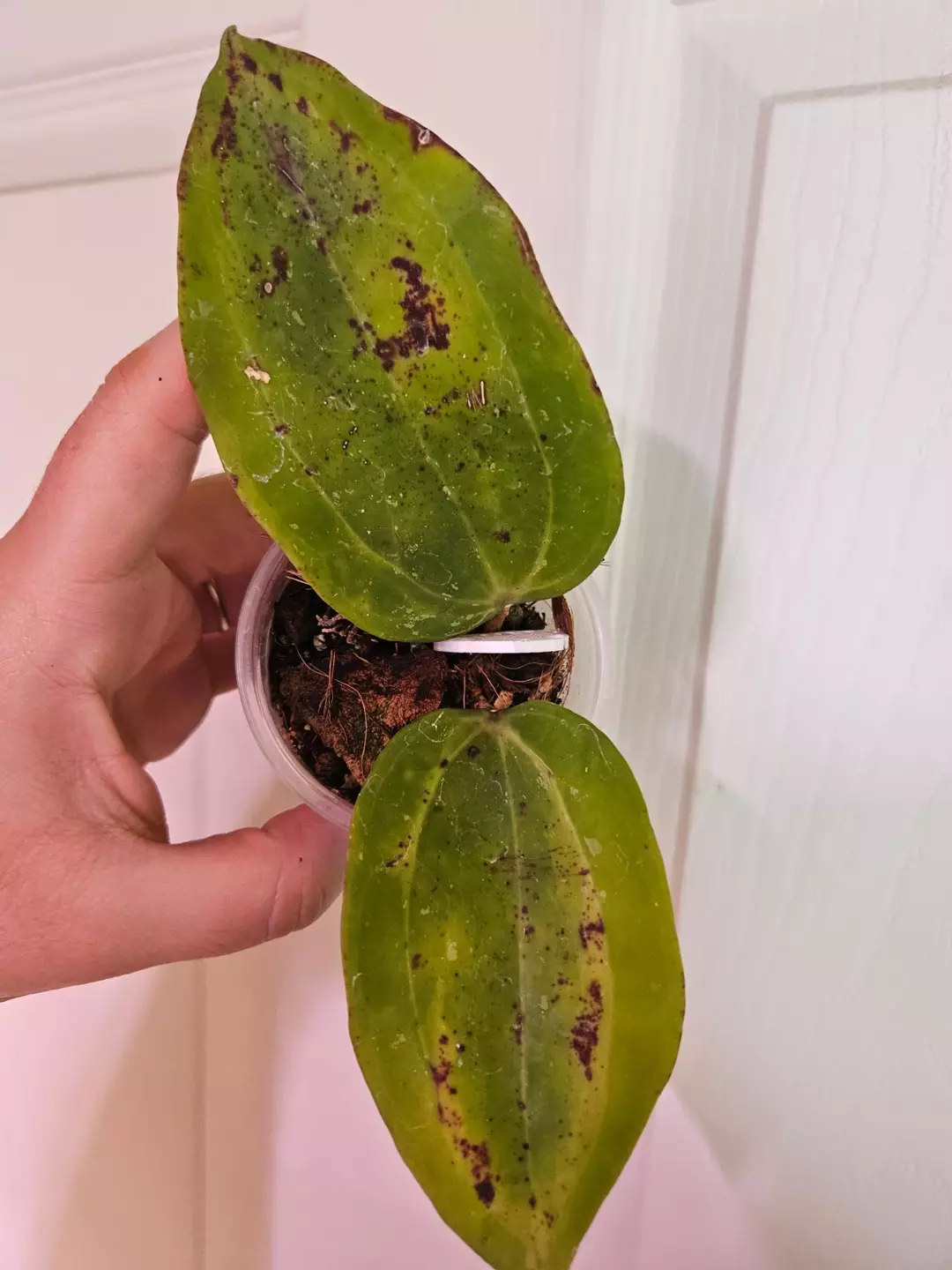 Hoya latifolia bai bua thumbnail