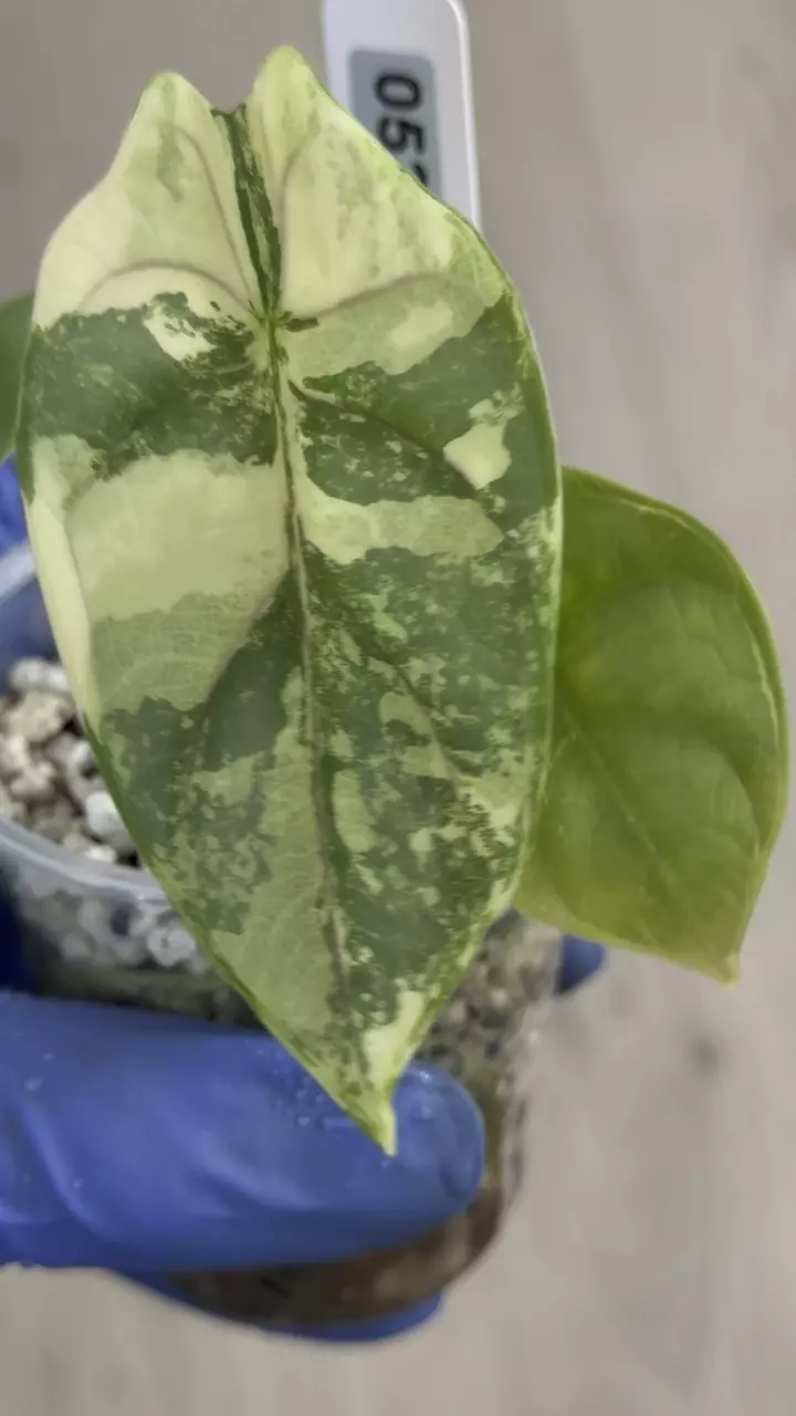 Alocasia Silver Dragon Albo high var #533 thumbnail