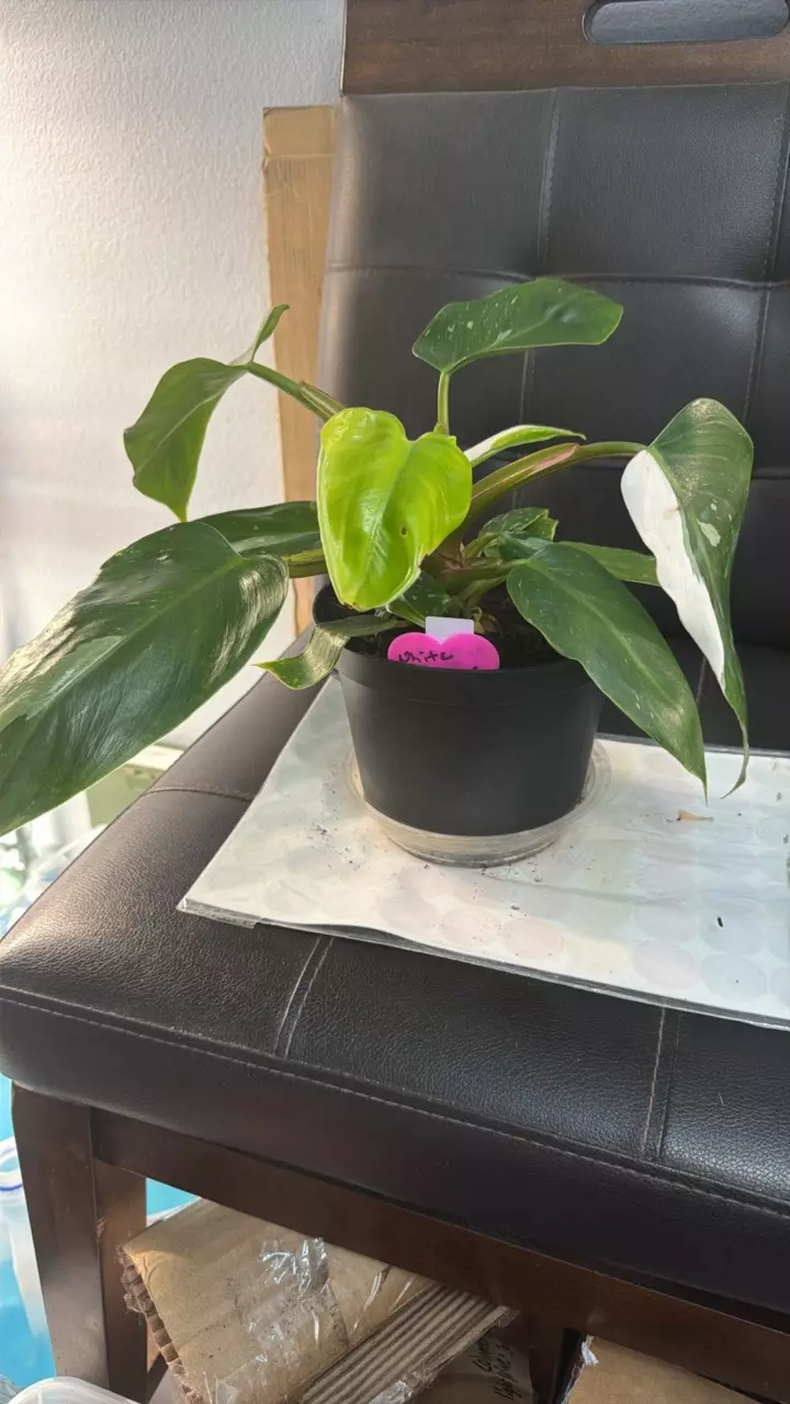 WHITE PRINCESS 423 thumbnail