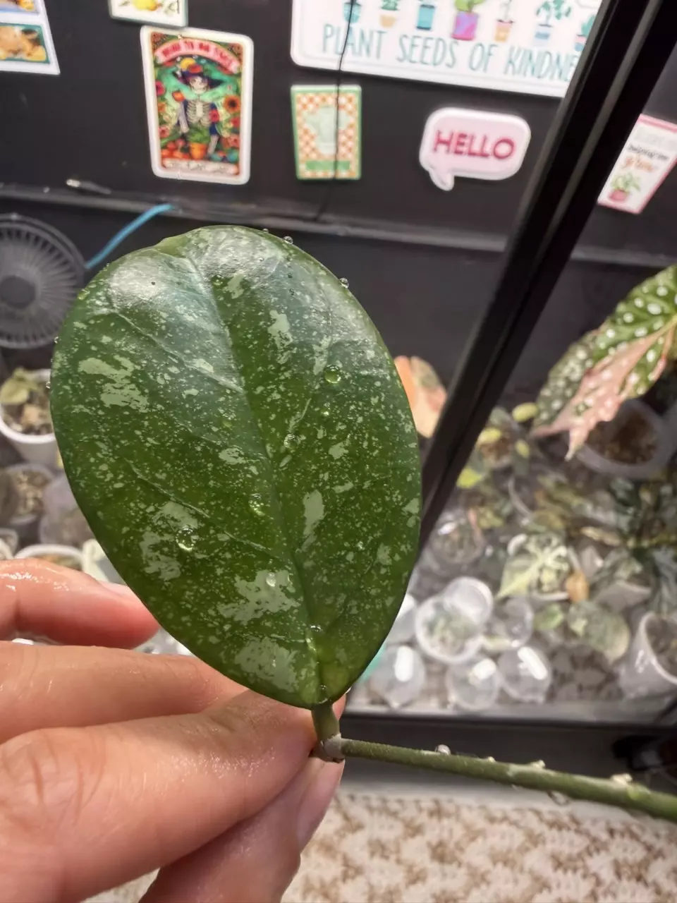 Hoya meena thumbnail