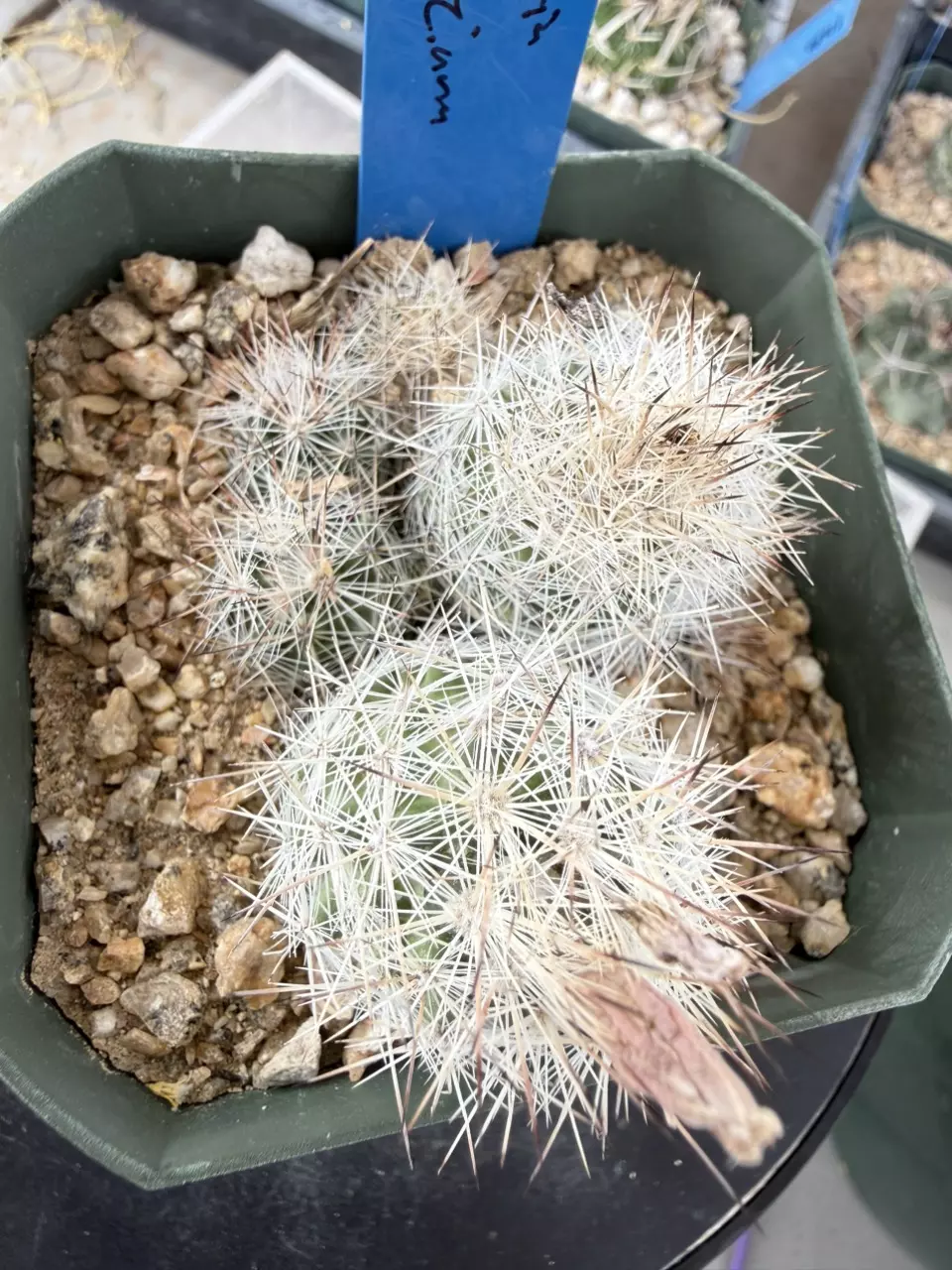 1274 Escobaria zilziana thumbnail