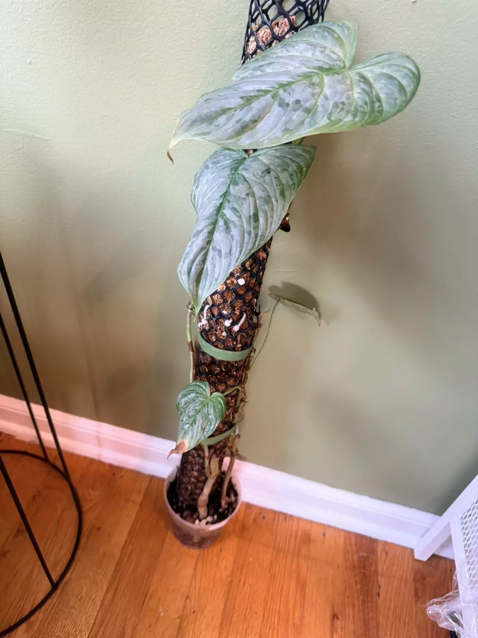 Philodendron Majestic thumbnail