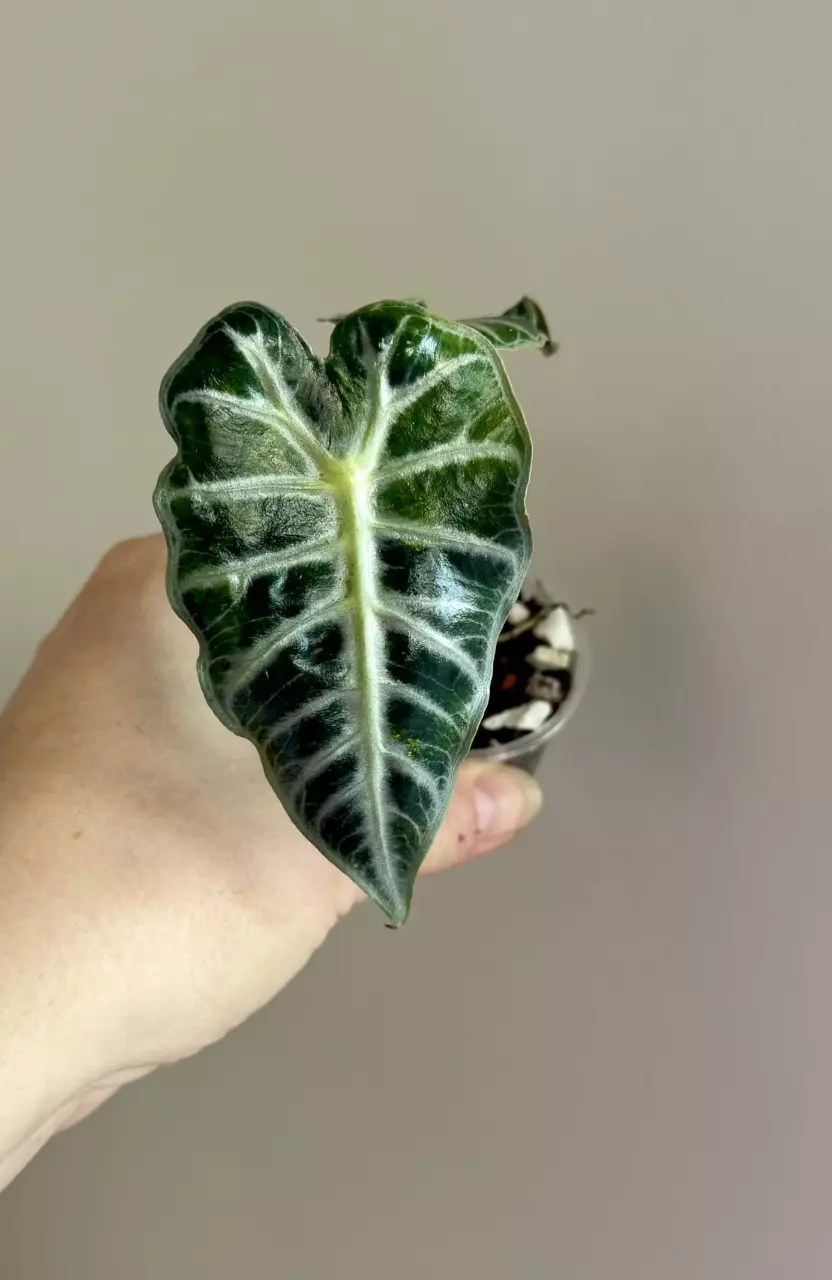 RARE Alocasia Mandalay Green on Green thumbnail