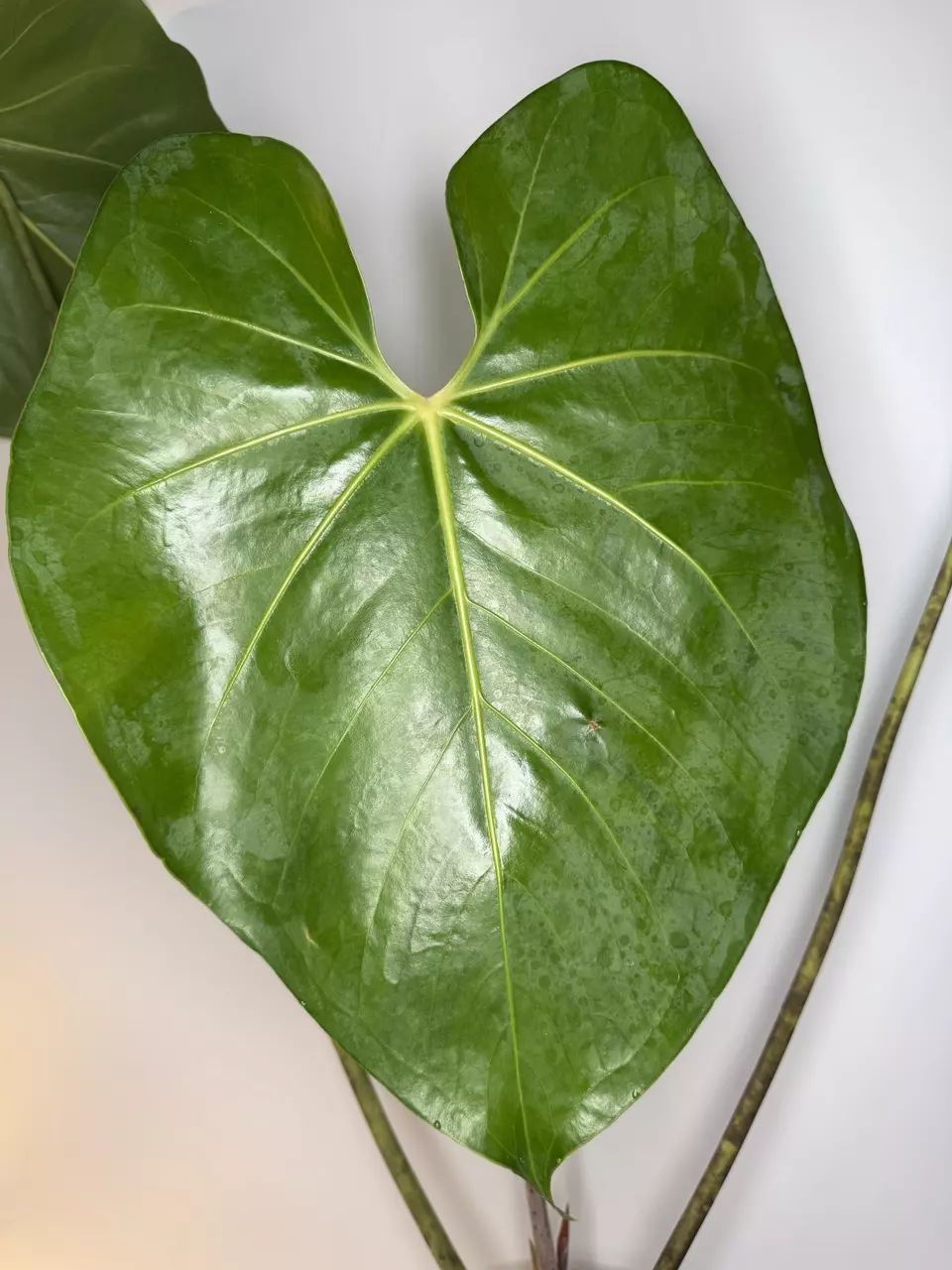 *Mature* Anthurium Faustmirandae thumbnail