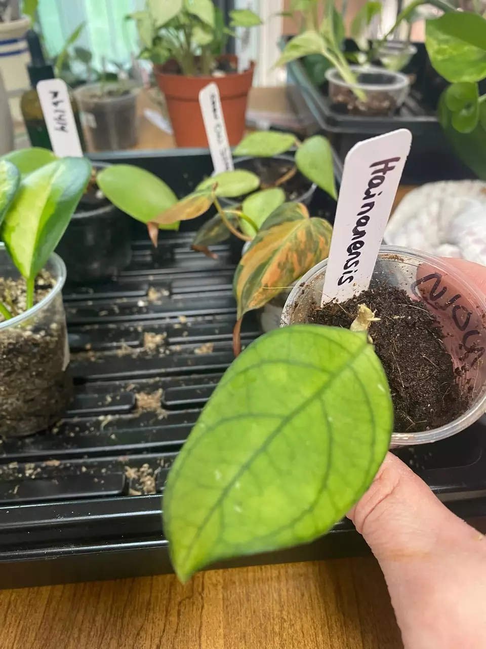 Hoya Hainanensis thumbnail