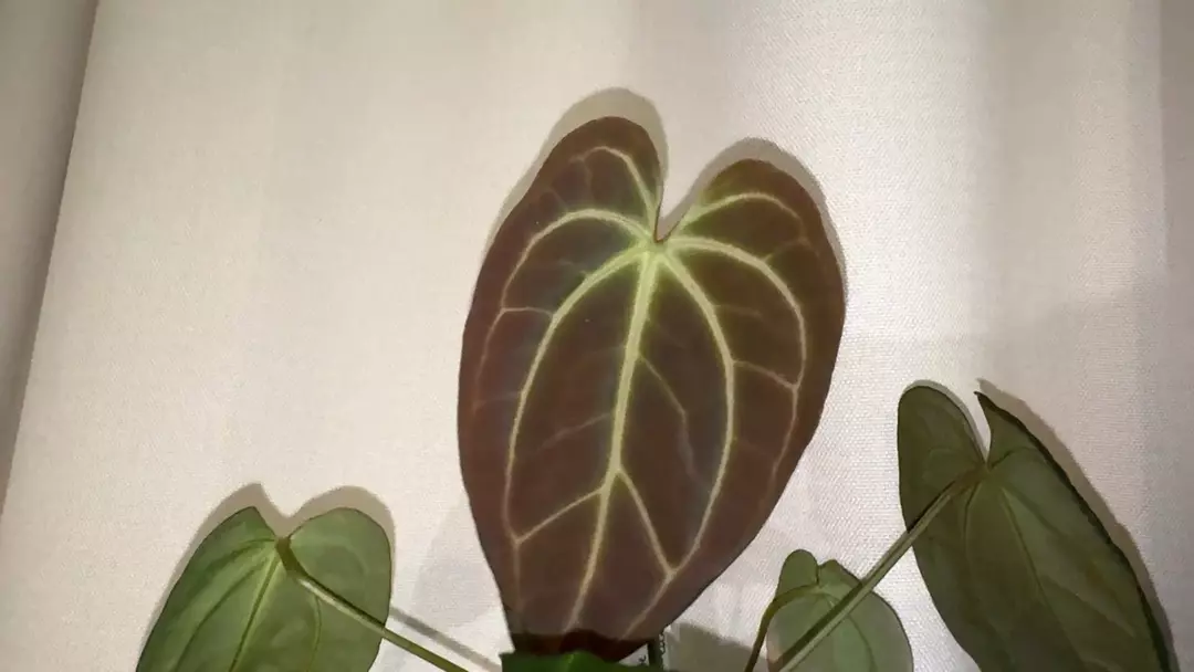 Anthurium blue velvet x besseae thumbnail