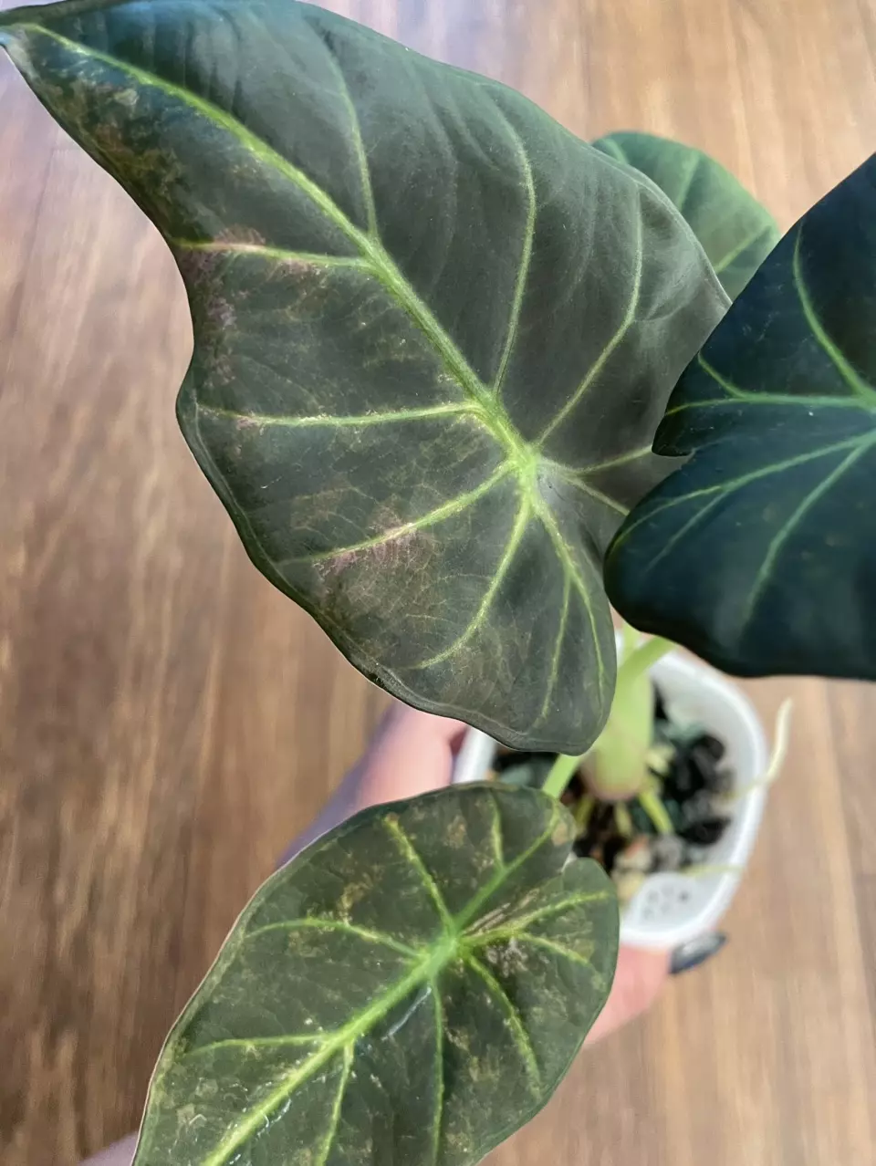 Alocasia Regal Shield Aurea Mama Plant thumbnail