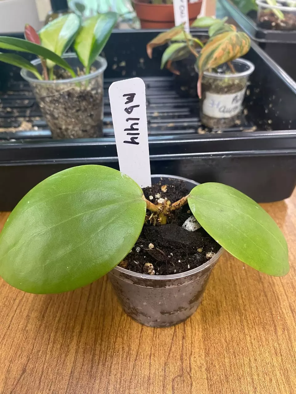 Hoya MB 1414 thumbnail