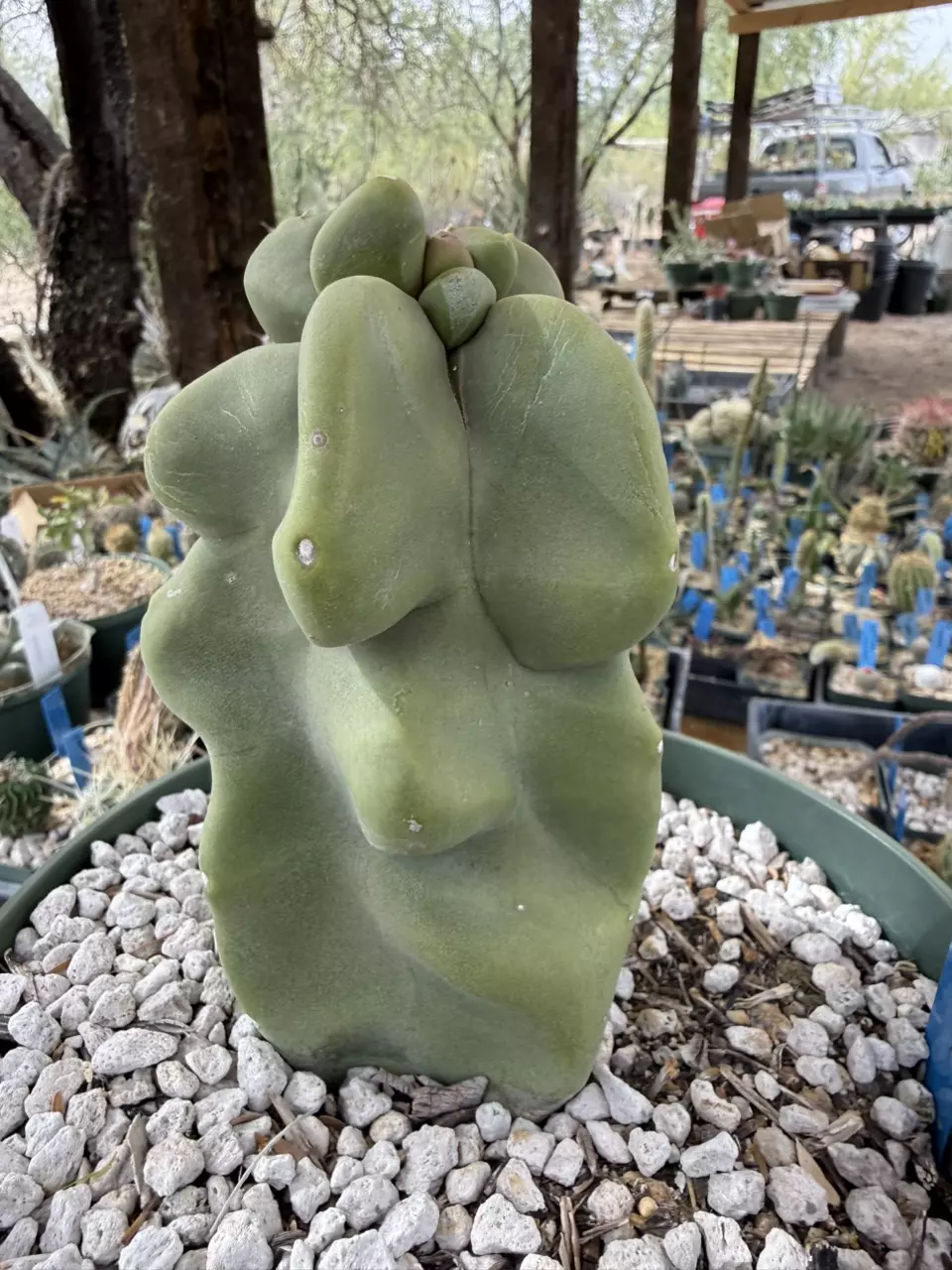 1276 Totem Pole thumbnail